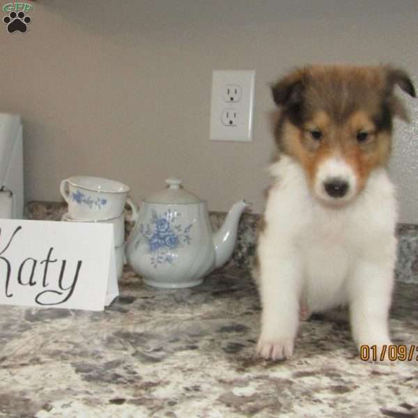 Katy, Collie Puppy